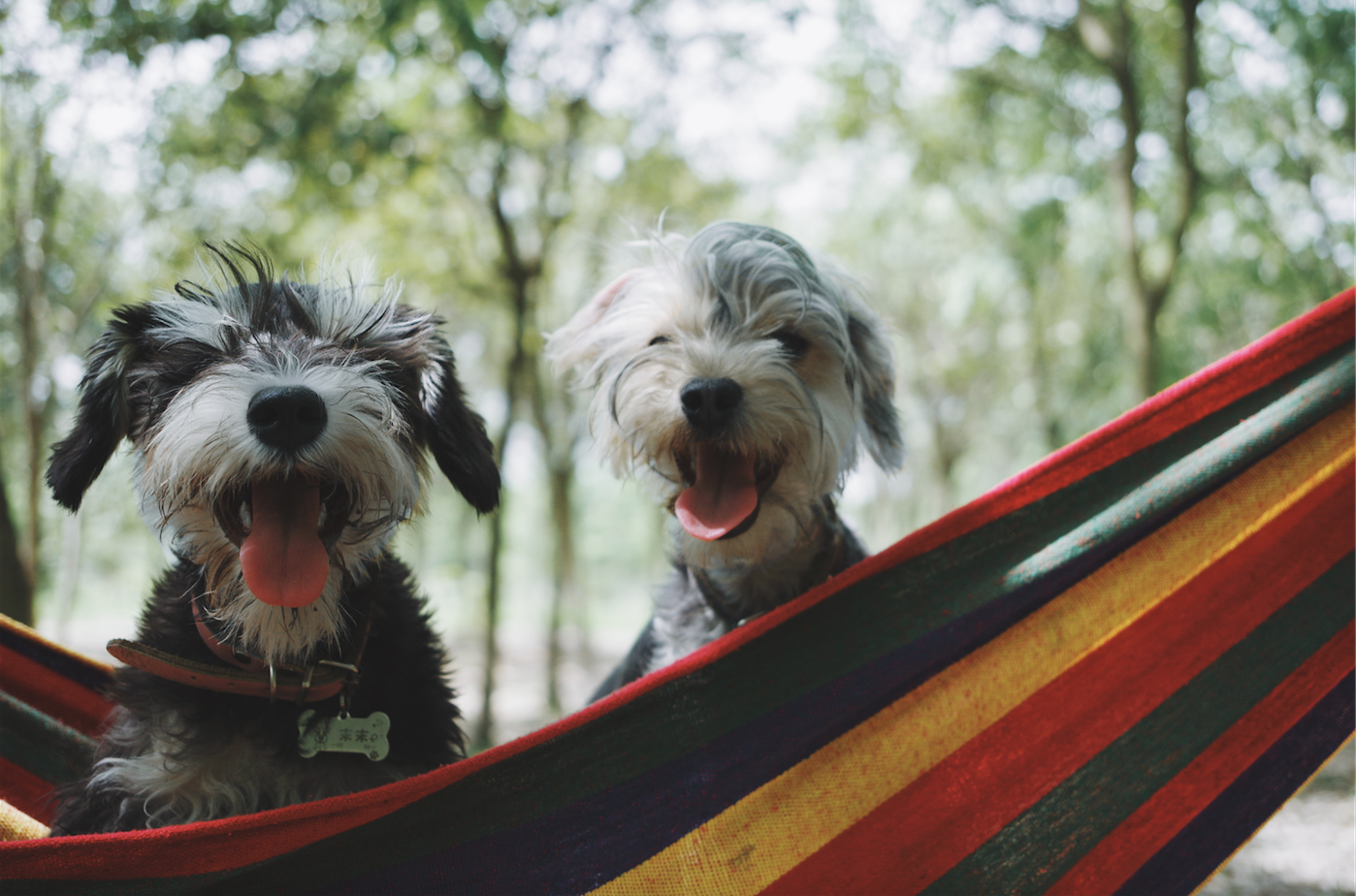 Oh Happy Dog! obre cada dia de la setmana de les 8.00 a les 22.00 h  FOTO: Alvan Nee (Unsplash)