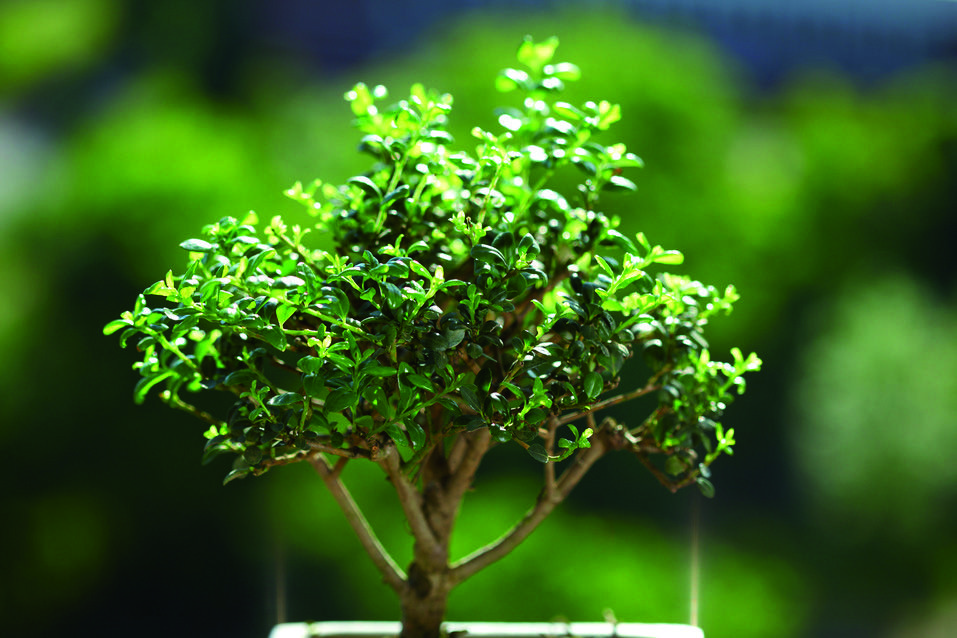 Hi ha moltes espècies de ficus aptes per a fer bonsais