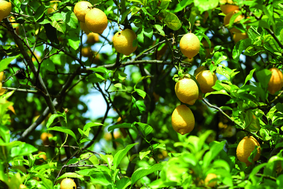 Afecta a tot tipus de plantes llenyoses, però és especialment freqüent en cítrics