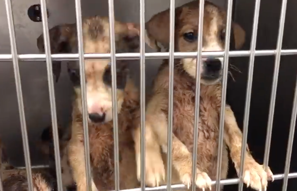 Imatge de dos dels cadells abandonats FOTO: Cedida