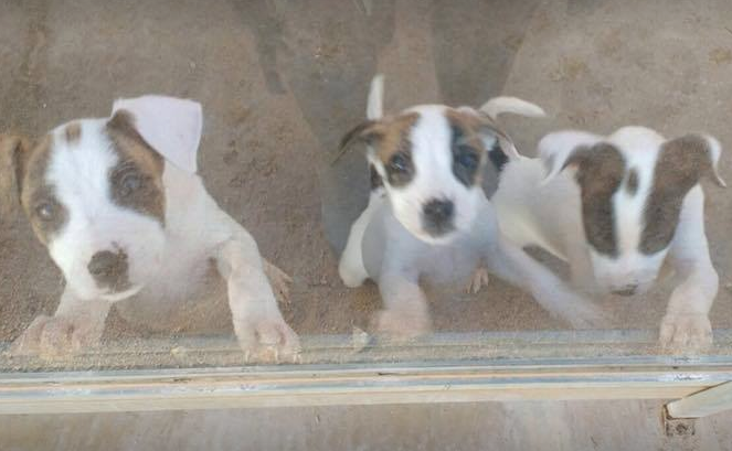 Els tres cadells que falten per adoptar FOTO: Cedida