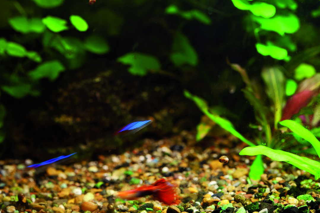 No sobrecarregueu l’aquari d’animals