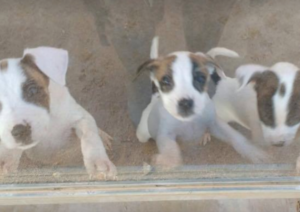 Tres dels gossos cadells que van ser abandonats en un altra època de l'any. FOTO: Cedida