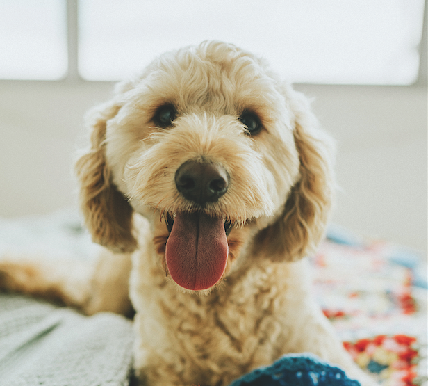  El Centre Veterinari Enllaç disposa d'un servei d'urgència FOTO: Cedida