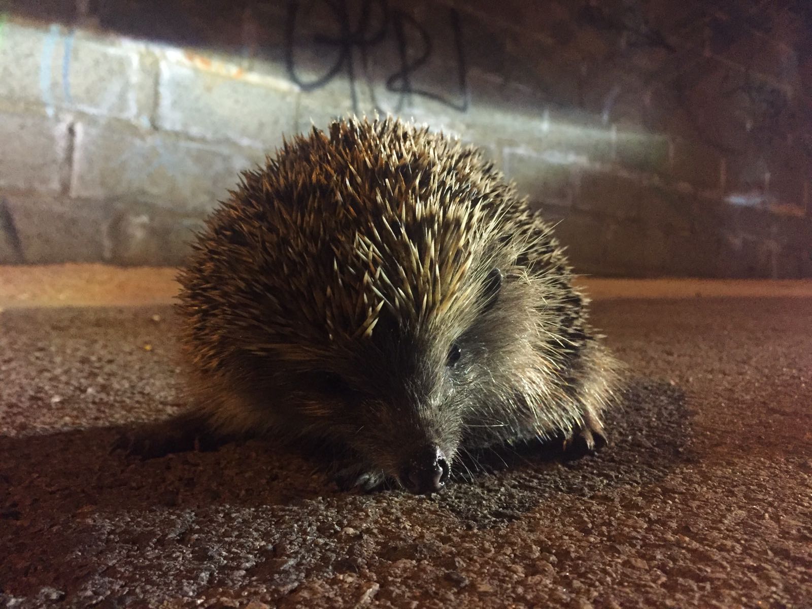L'eriço és una espècie a protegir a Collserola FOTO: Cedida