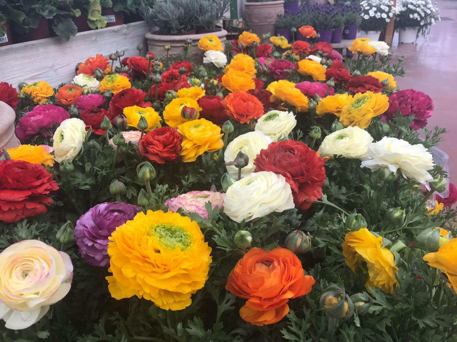Amb la primavera flors i plantes es comencen a convertir en les protagonistes del nostre dia a dia FOTO: Cedida
