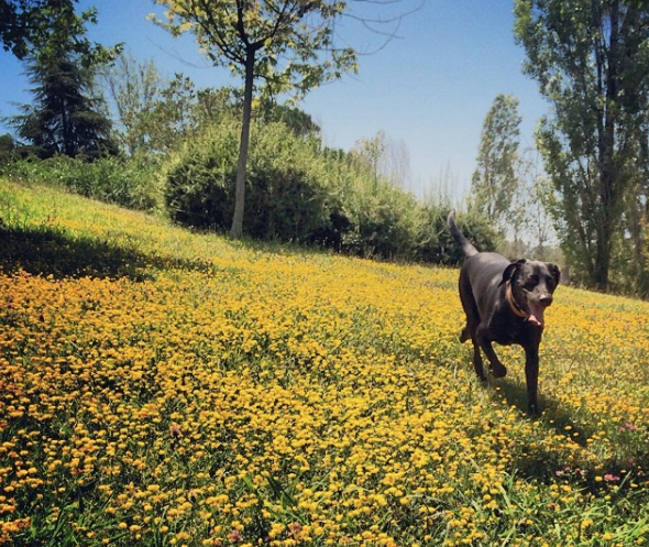 Un gos passejant per un parc de Sant Cugat. FOTO: Arxiu
