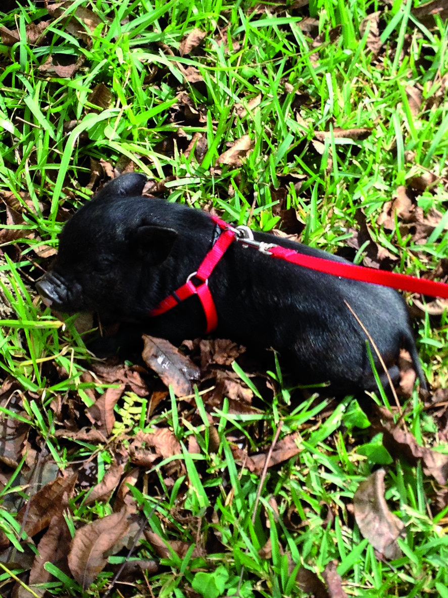 El porc vietnamita  ha de fer exercici cada dia de forma moderada i a l'aire lliure