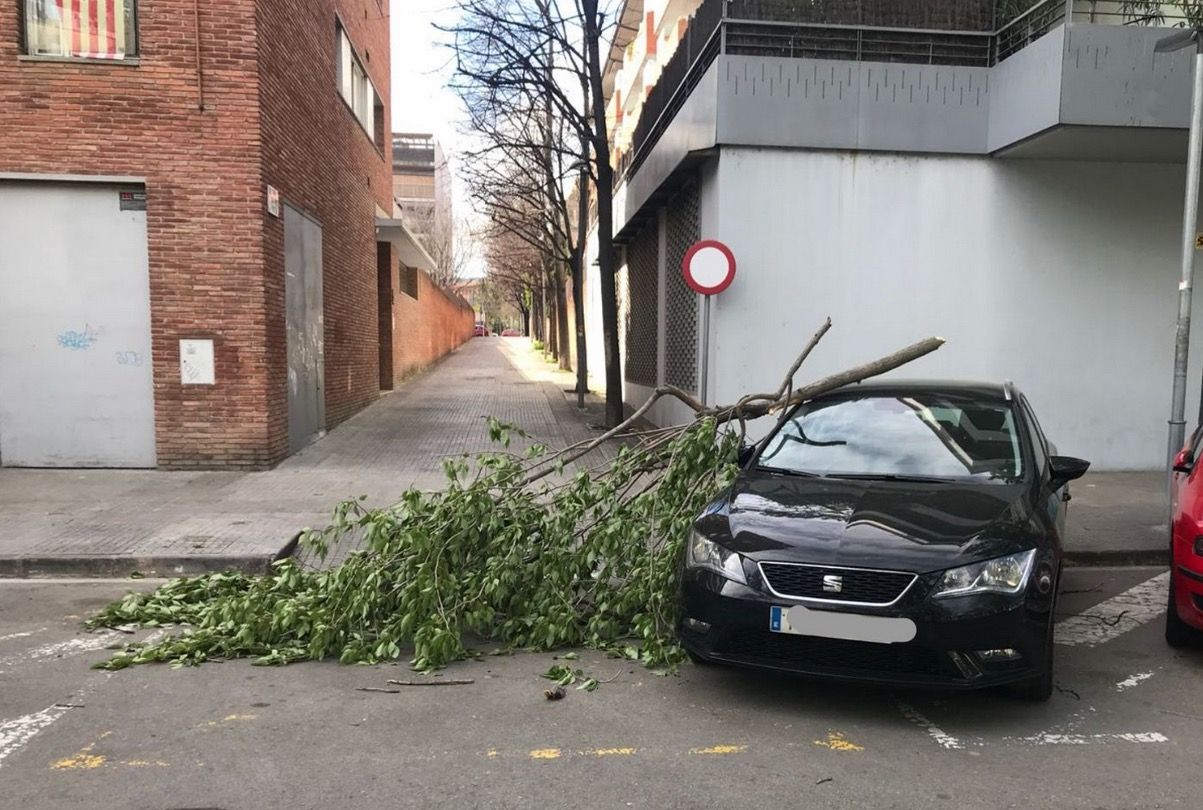 Un dels arbres caiguts a Sant Cugat. FOTO: Cedida