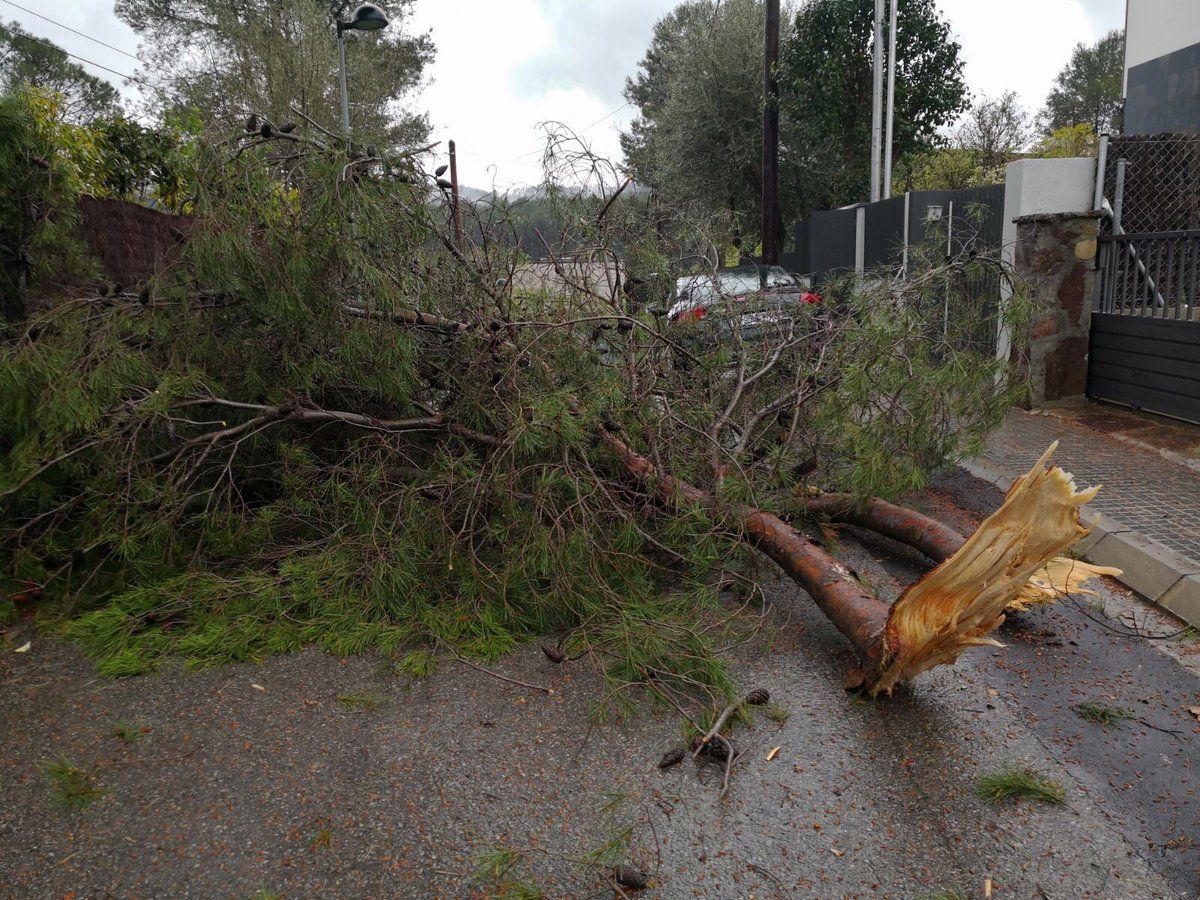 La branca de pi caiguda aquest dimecres a Valldoreix FOTO: EMD Valldoreix