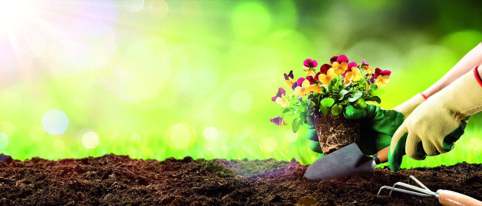 Llaureu la terra per fer pujar les llavors fins a la superfície