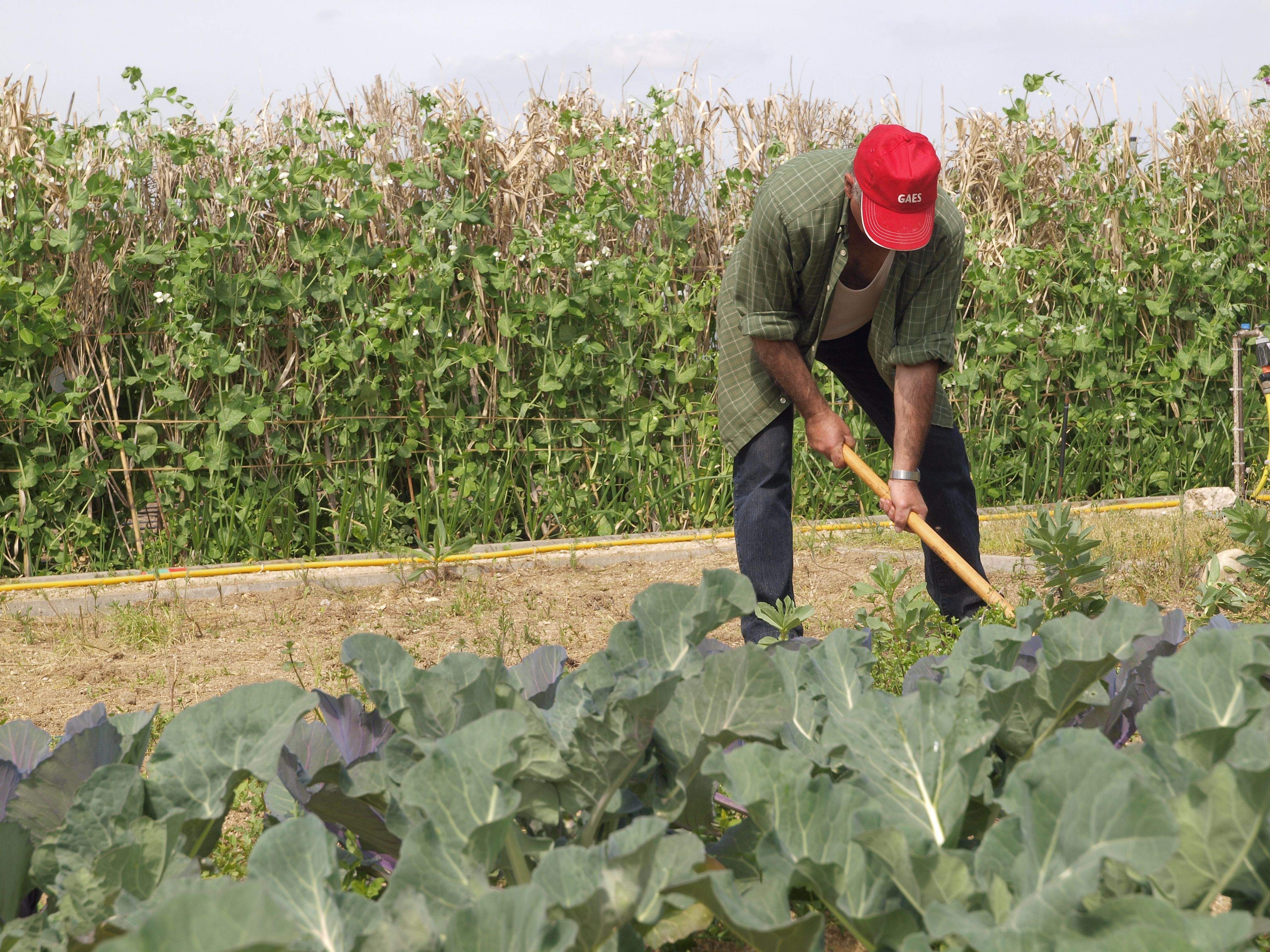 Agricultor conreant als horts urbans de Can Rabella. FOTO: Artur Ribera.