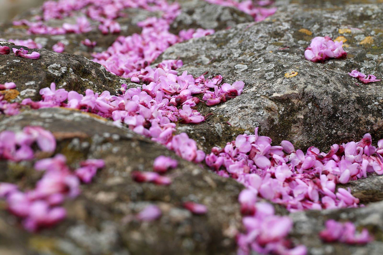Flors i història FOTO: Lali Álvarez