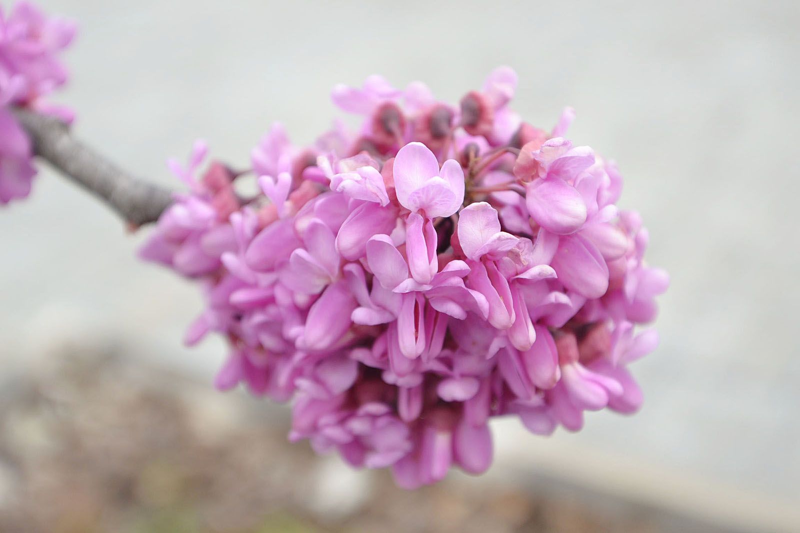 La primavera els colors altera FOTO: Sílvia Polanco