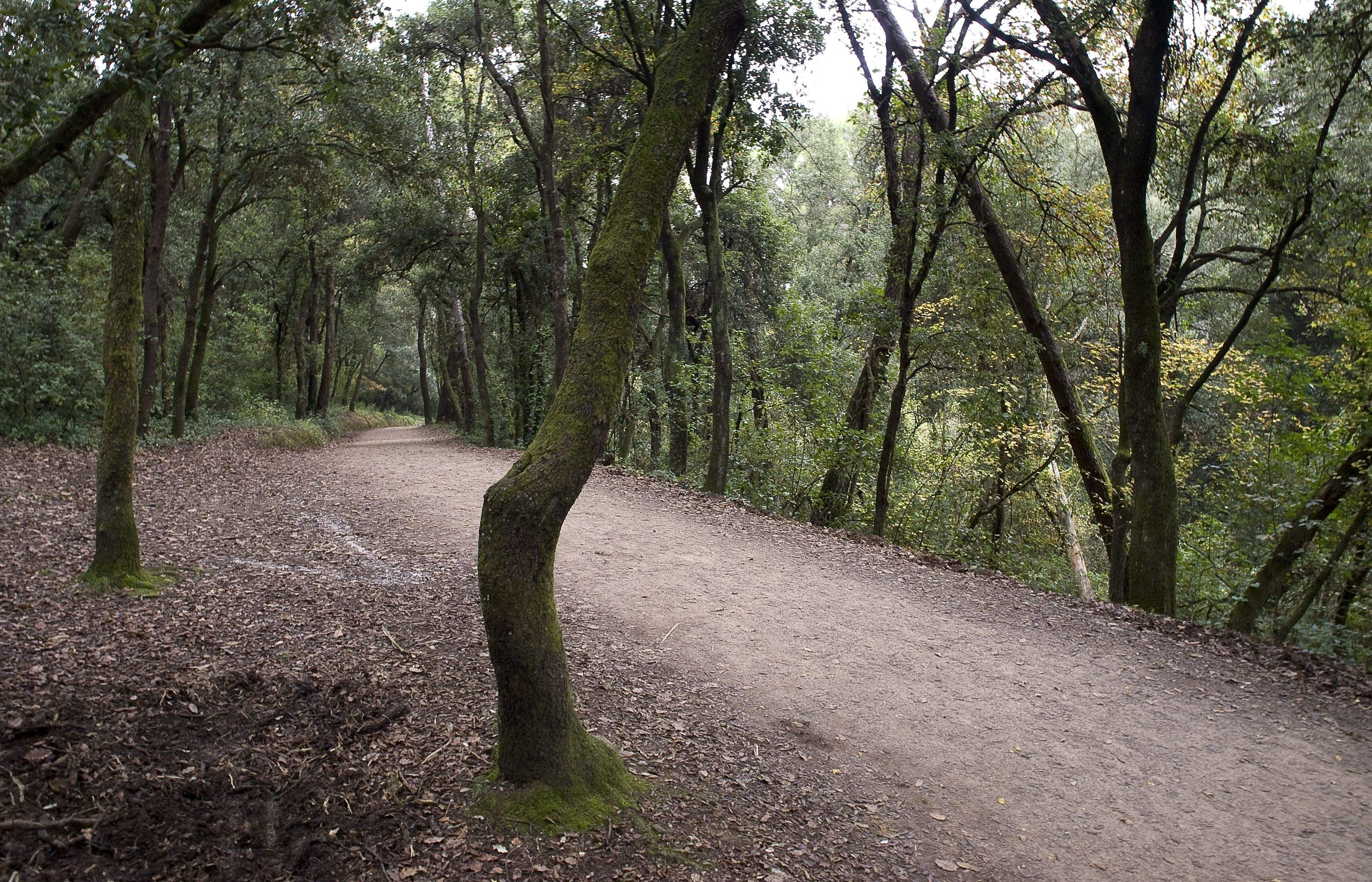 Camí a Collserola