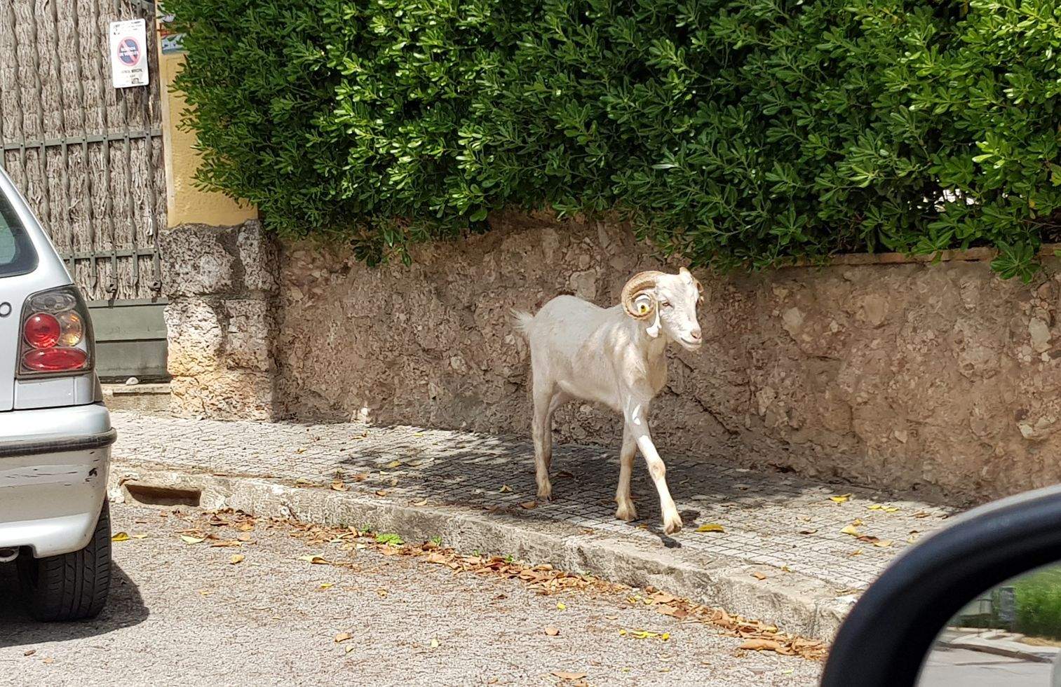La cabra valldoreixenca FOTO: Cedida