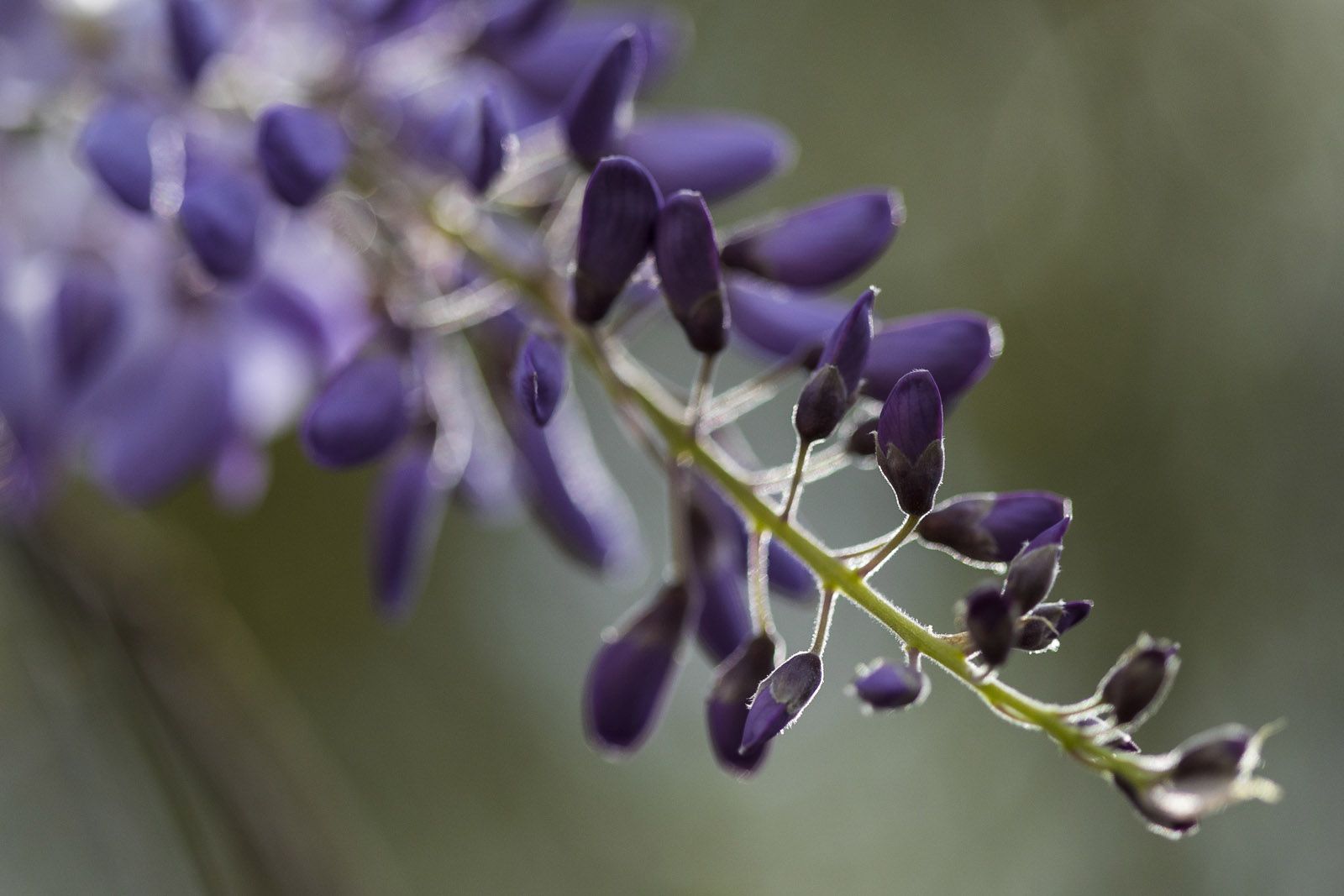 Tot ben florit! FOTO: Lali Puig