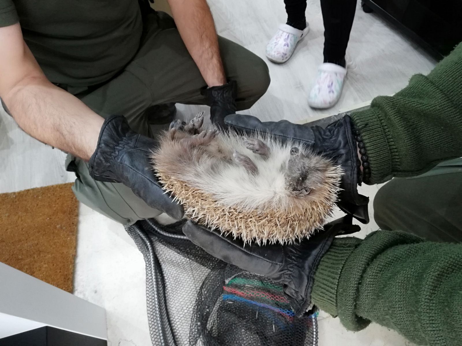 L'eriçó alliberat s'havia introduït en un espai de menys de 10 centímetres d'amplada. FOTO: Toni Alfaro.