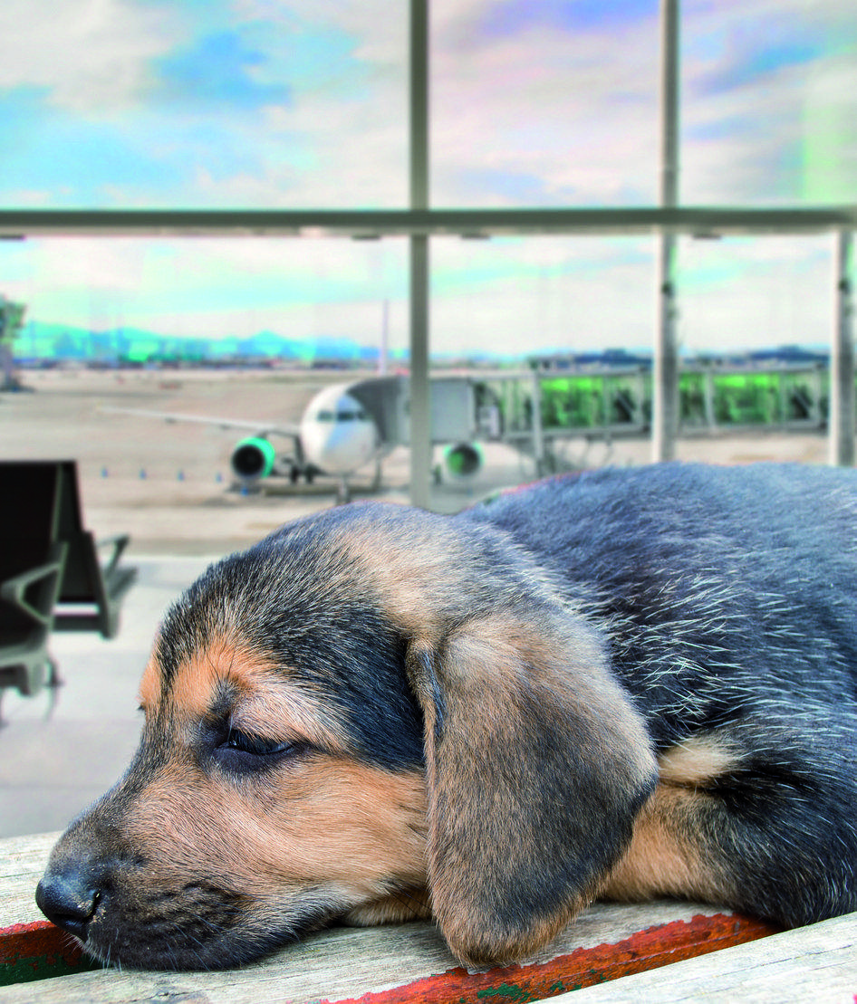Un cop escollit el lloc de vacances, el següent que cal fer és portar el gos al veterinari