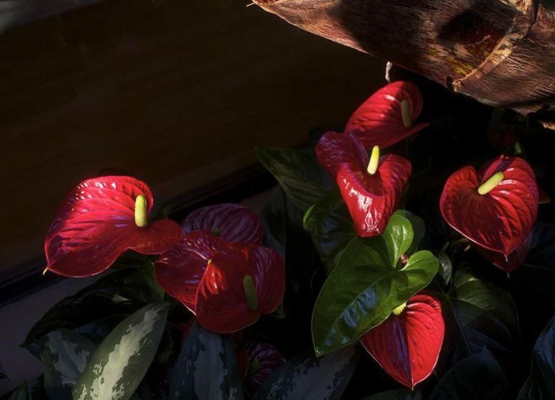 Elia Jardineria compta amb diversos tipus de plantes per adornar el teu jardí