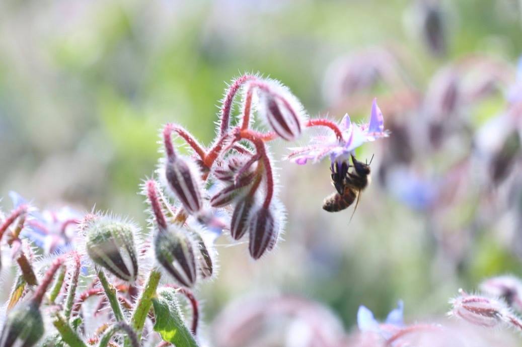 Pol·linització FOTO: Lali Álvarez