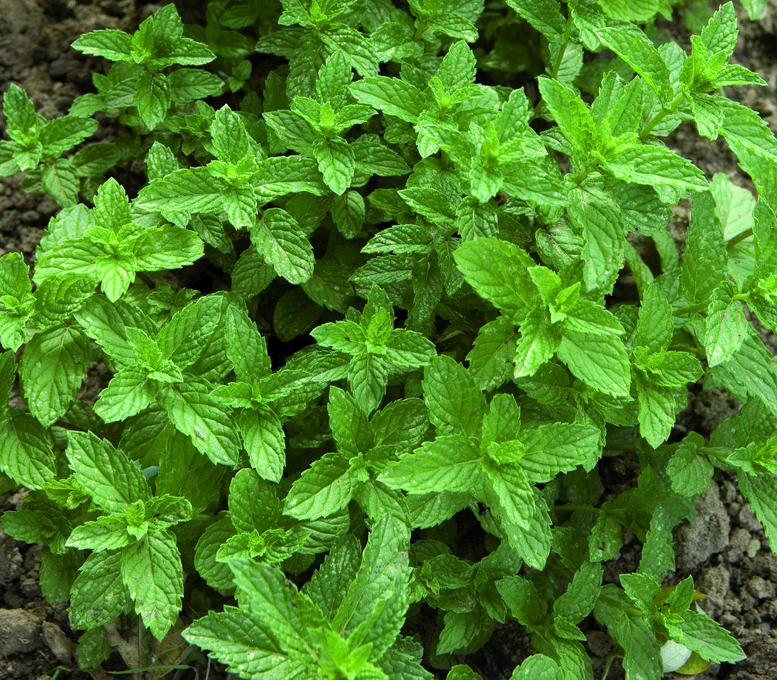 Si els pugons ja estan presents serà suficient ruixar aigua amb sabó