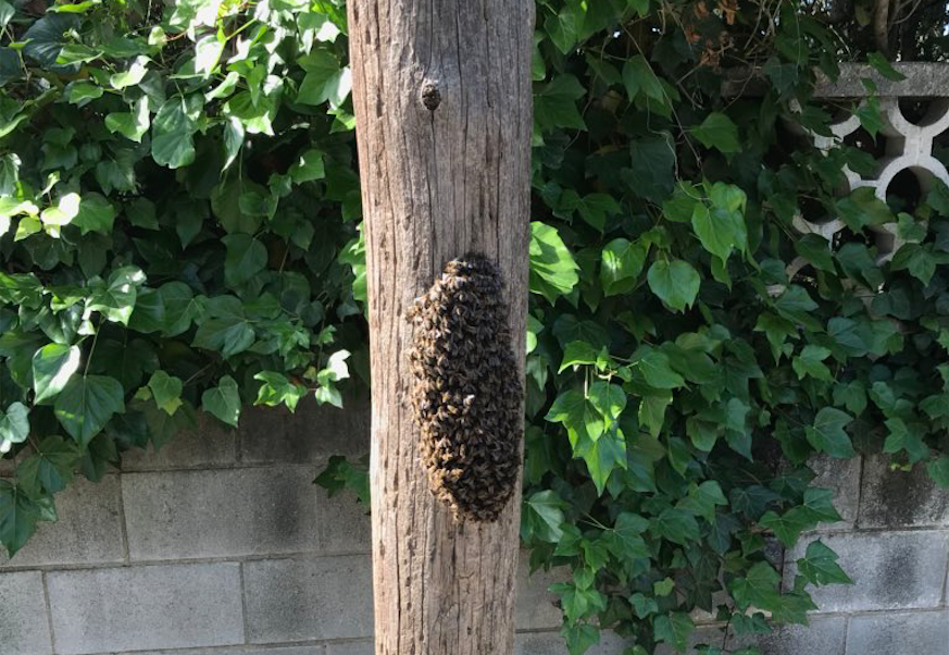 Eixam situat a un pal de telefonia a l’avinguda Vall d’Or de Valldoreix. FOTO: @EMDValldoreix.