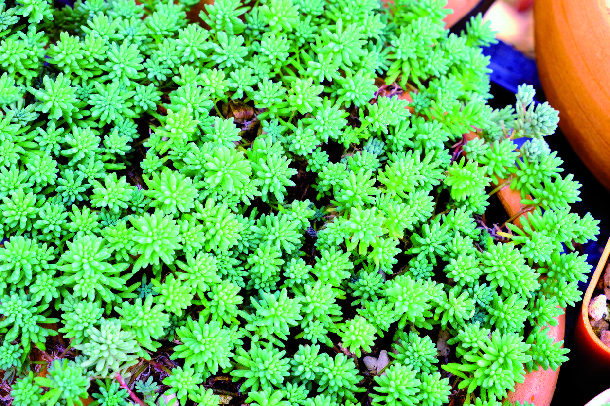 El crespinell blanc l’heu de col·locar a l’exterior, a ple sol