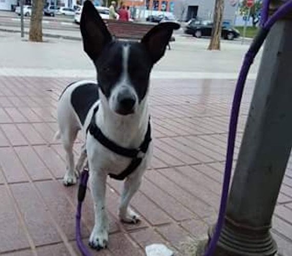 Pancho es va perdre a Sant Cugat. FOTO: Cedida