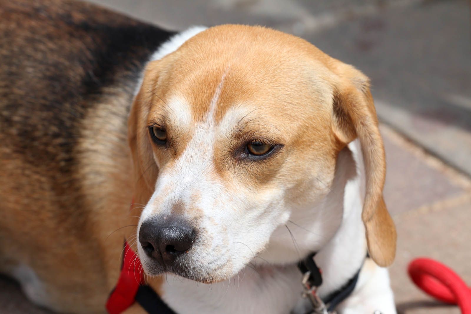 Sant Cugat Ve de gust. Foto: Lali Álvarez