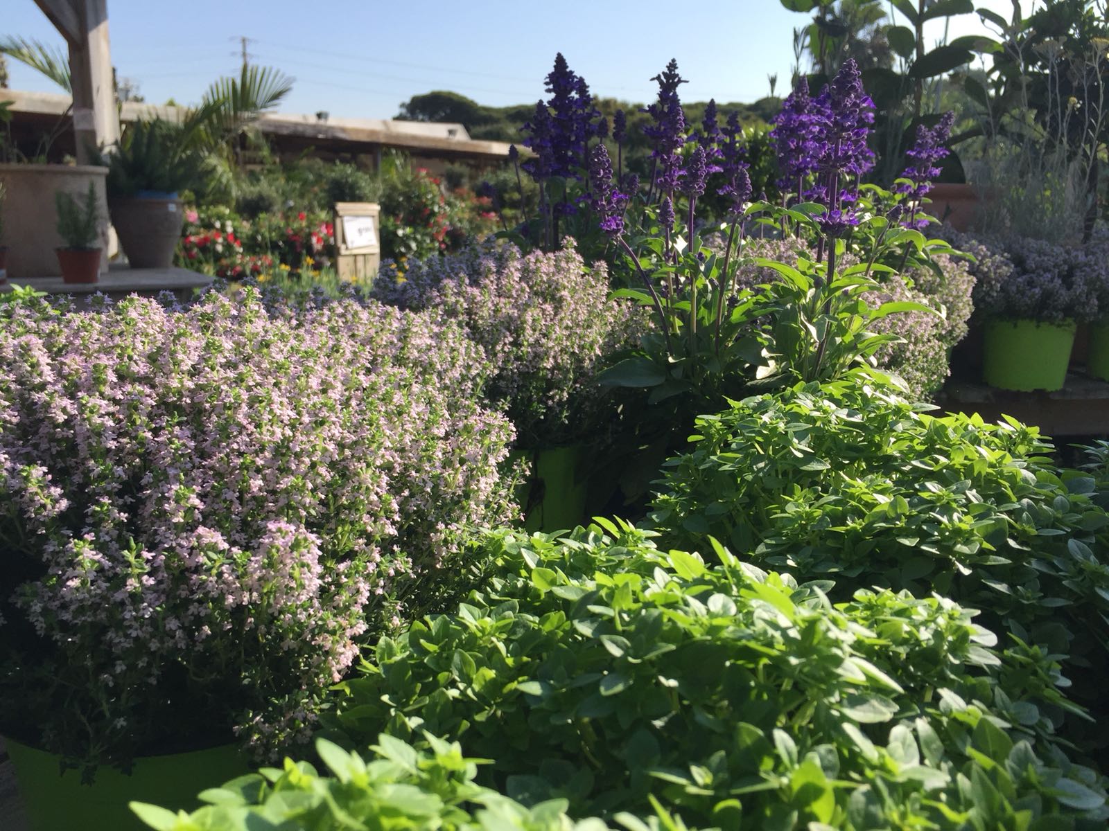 L'alfabrega i la farigola són algunes de les aromàtiques que pots tenir al teu hort FOTO: Cedida