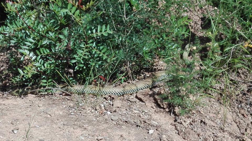 La serp trobada al camí de la Serreta, a Sant Cugat FOTO: Cedida