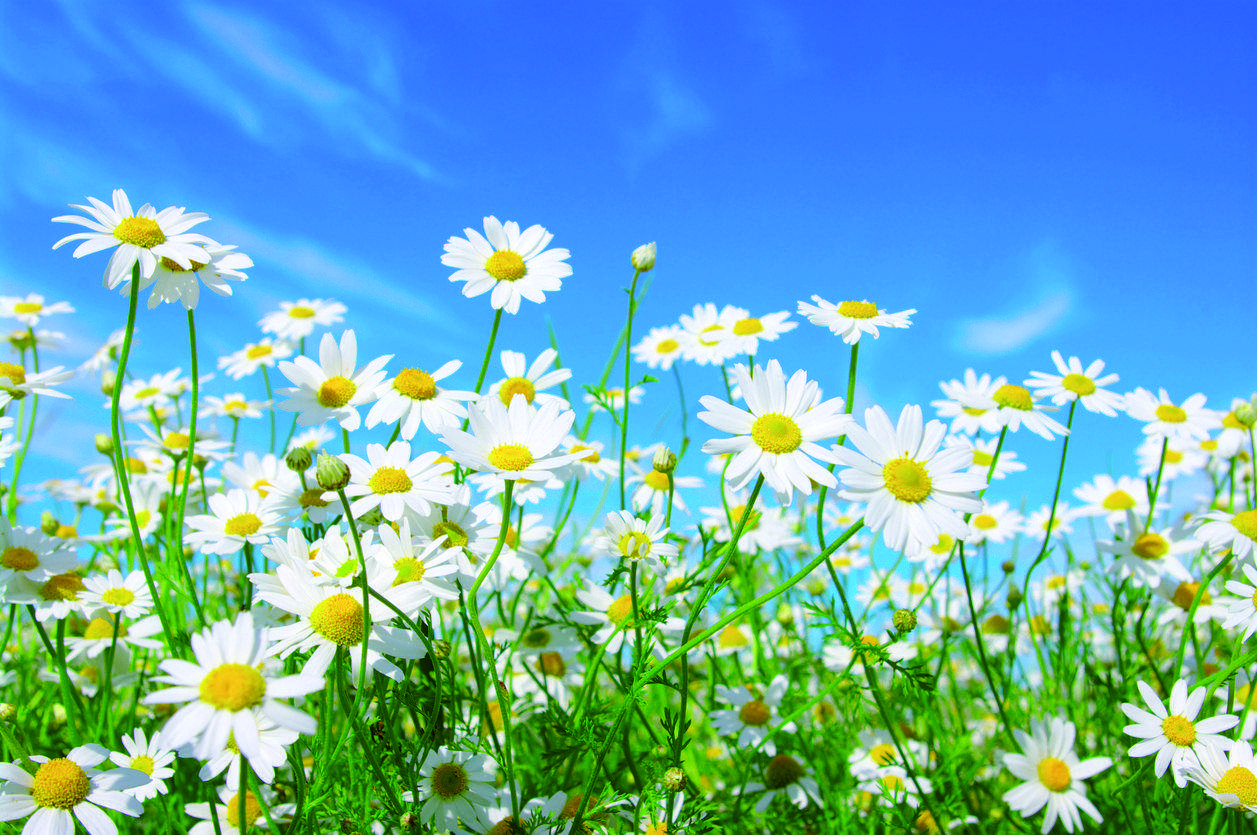 Les margarides són ideals per manifestar un amor lleial