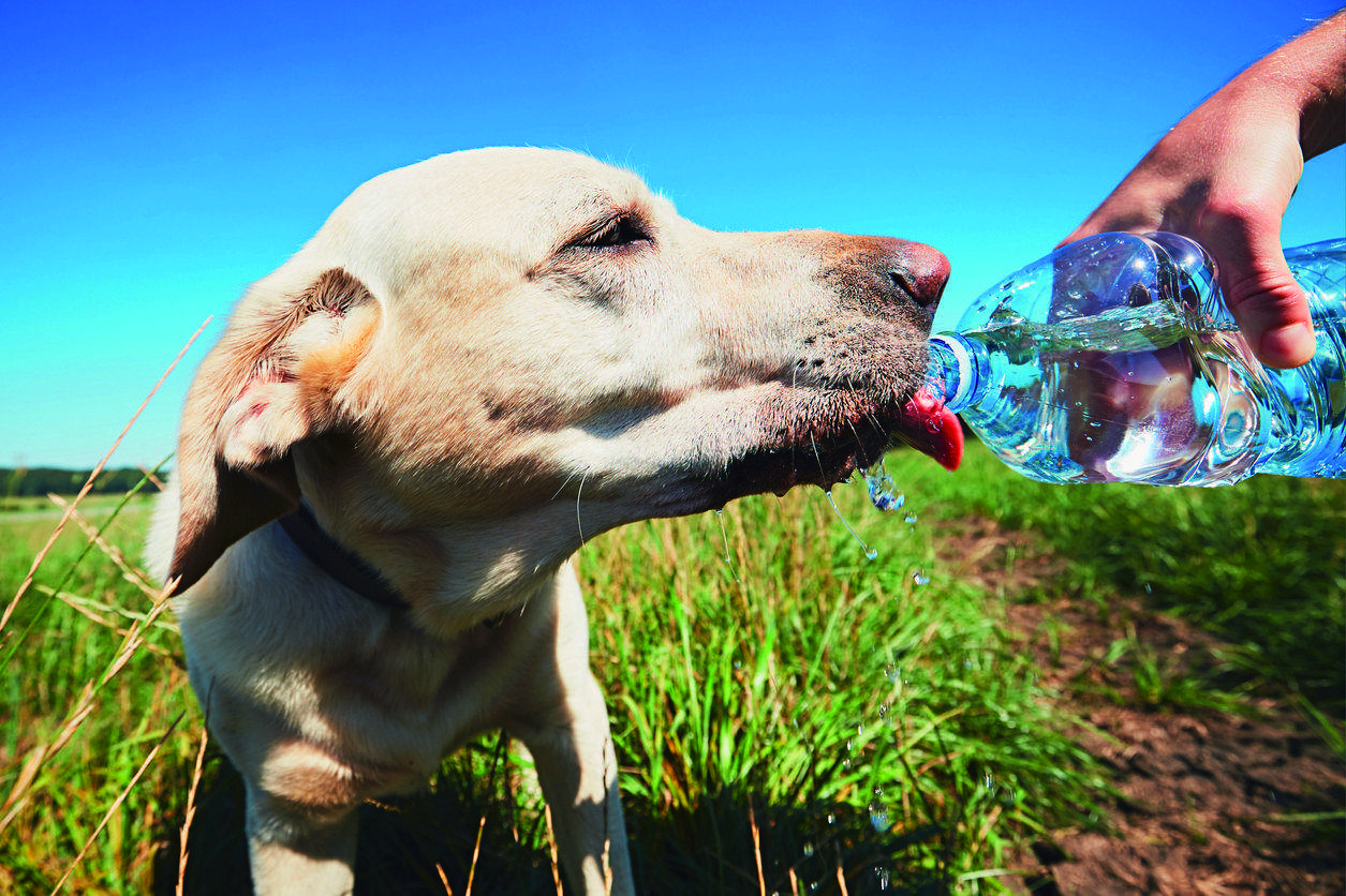 El cop de calor pot prevenir-se, no exposant a les mascotes a elevades temperatures a l’aire lliure