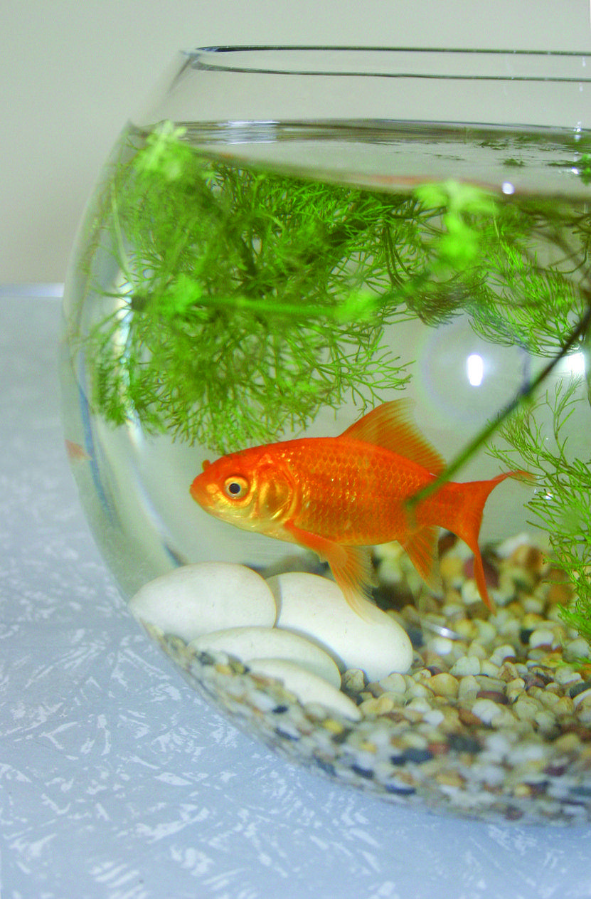 Una de les solucions és utilitzar dispensadors de menjar