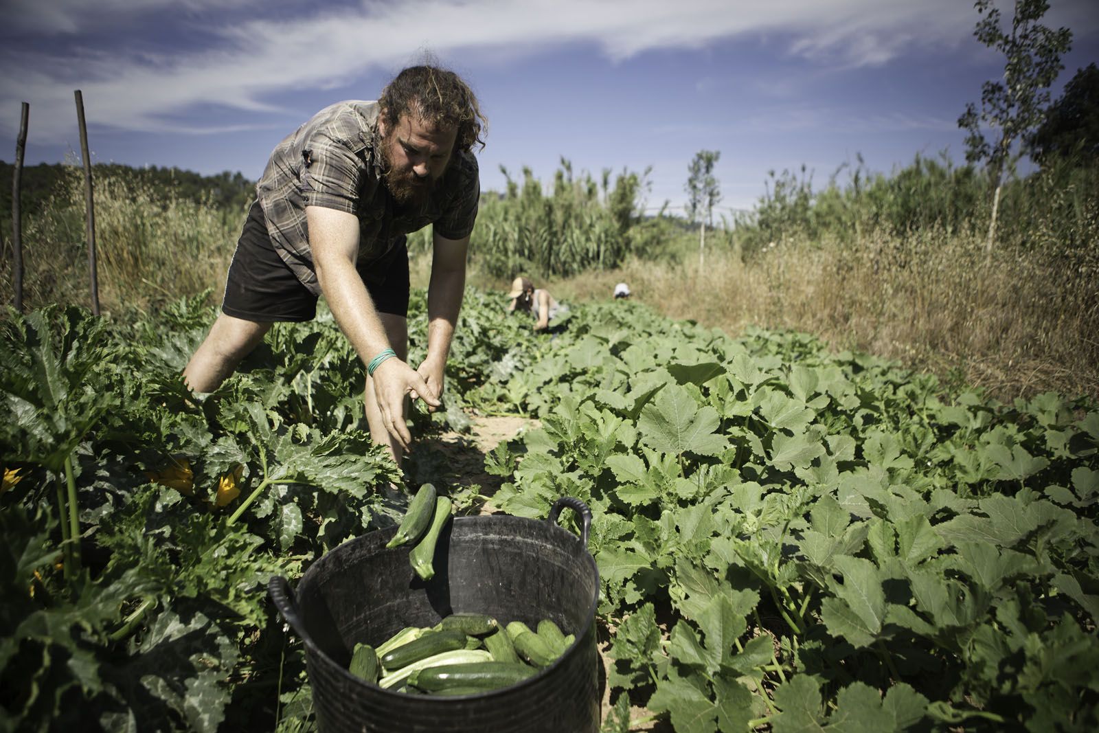 Compatibilitzar els usos agrícola i d'oci al parc de Collserola serà un dels reptes per als propers anys FOTO: Artur Ribera
