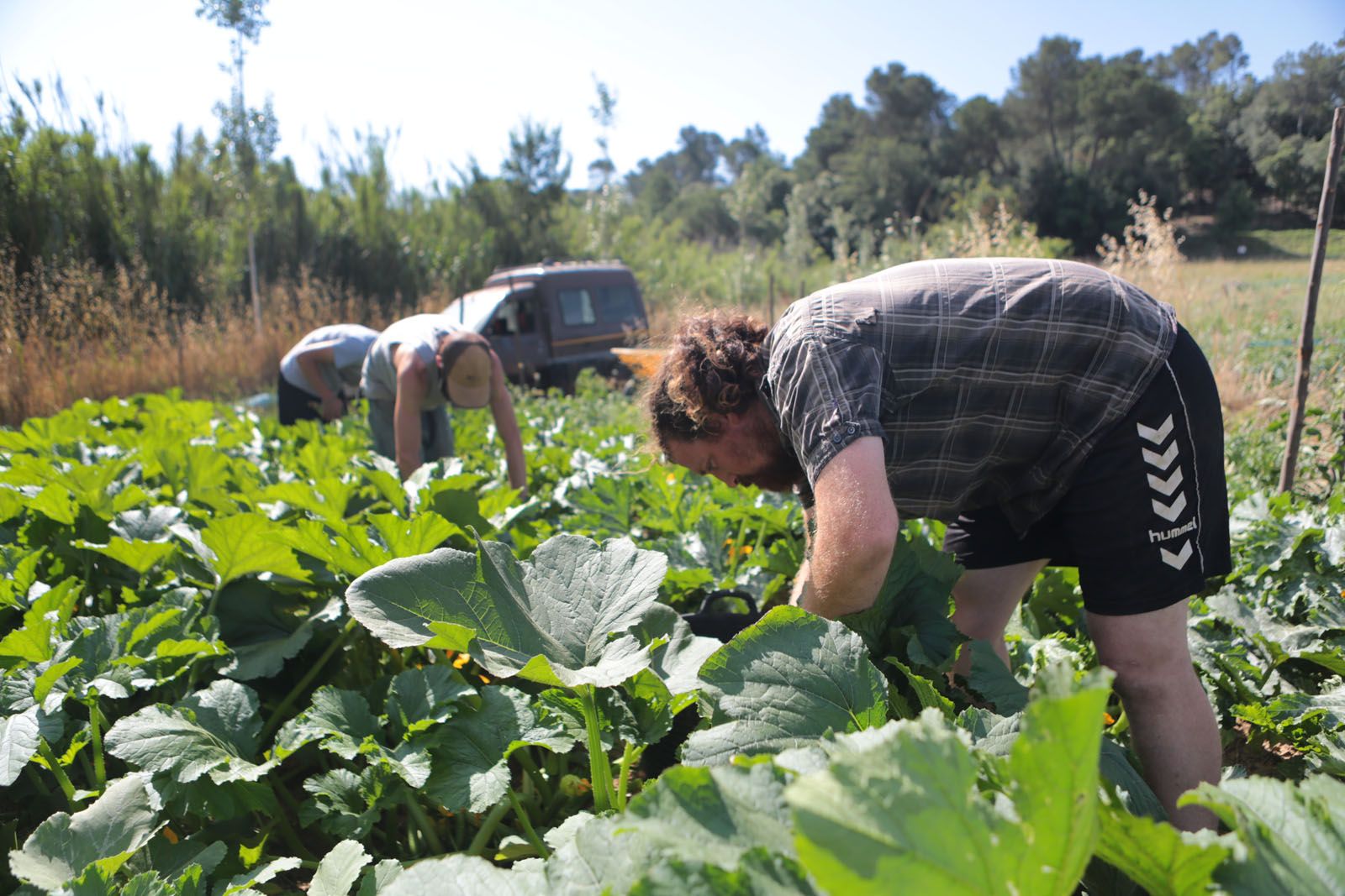 El Pla d’emergència de suport a la pagesia de Sant Cugat vol fer front a les dificultats del sector. FOTO: Artur Ribera