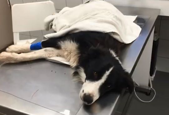 El gos, que han batejat com a Devon, a la clínica veterinària FOTO: Cedida