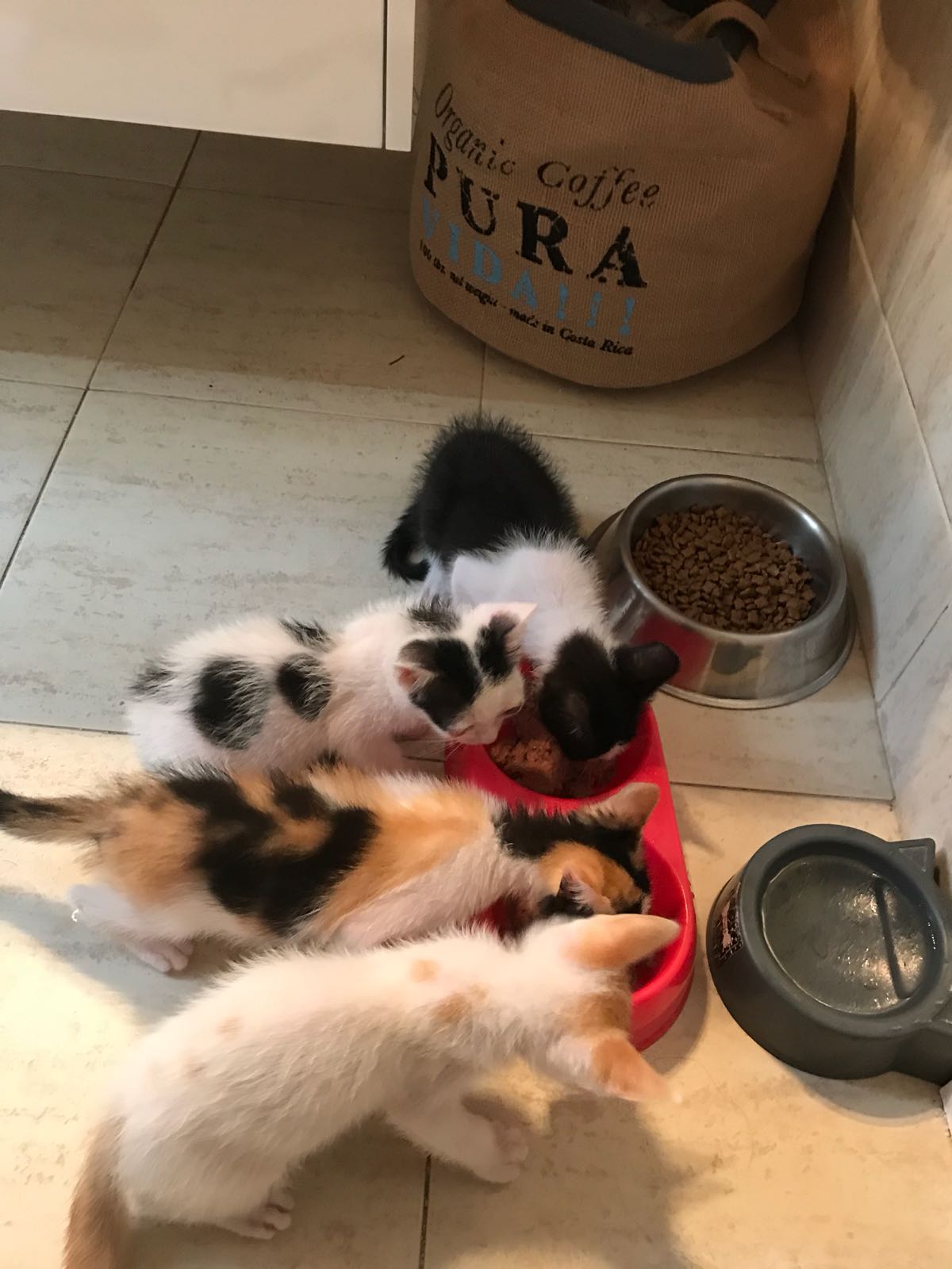 Aquests són alguns dels gats que té en acollida la Plataforma Animalista Sant Cugat. FOTO: Cedida