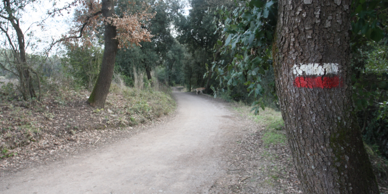 Els cinc grans recorreguts que travessen Collserola