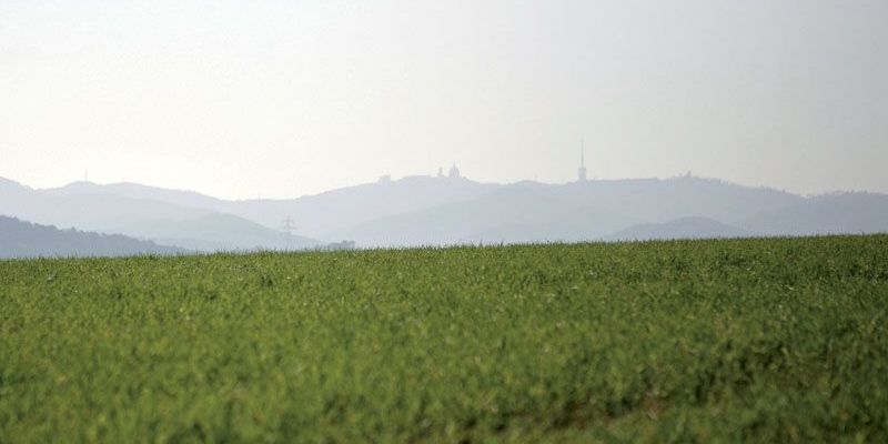 Els camps agrícoles són una bona manera de prevenir els incendis a Collserola Foto: Artur Ribera