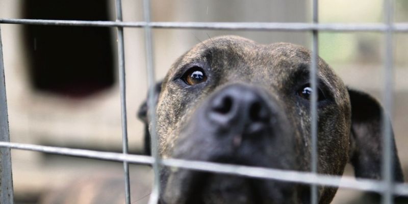 La protectora Caldes Animals demana ajuda. FOTO: Artur Ribera