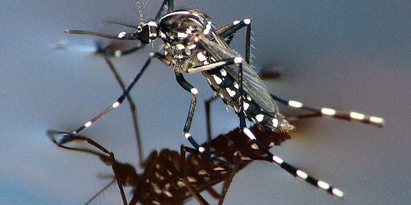 El mosquit tigre és un dels transmissors del virus Zika FOTO: Cedida