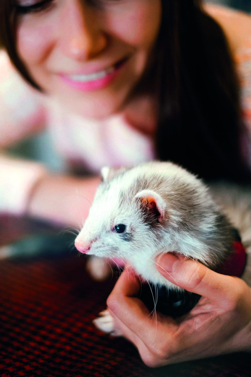 Un dels aspectes o característiques més importants de les fures és la seva olor. FOTO: Cedida