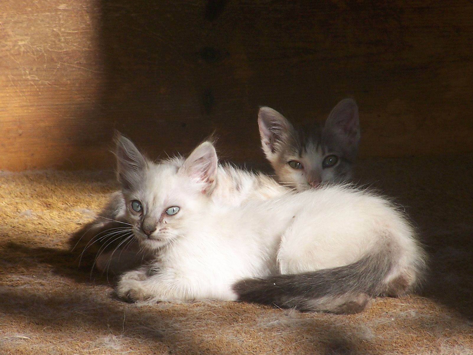 Són molts els gats que necessiten ajuda. FOTO: Artur Ribera