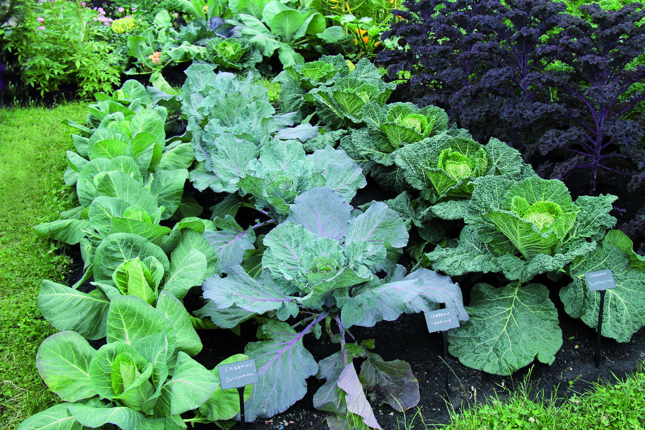 Conrear un hort a la tardor. FOTO: Cedida