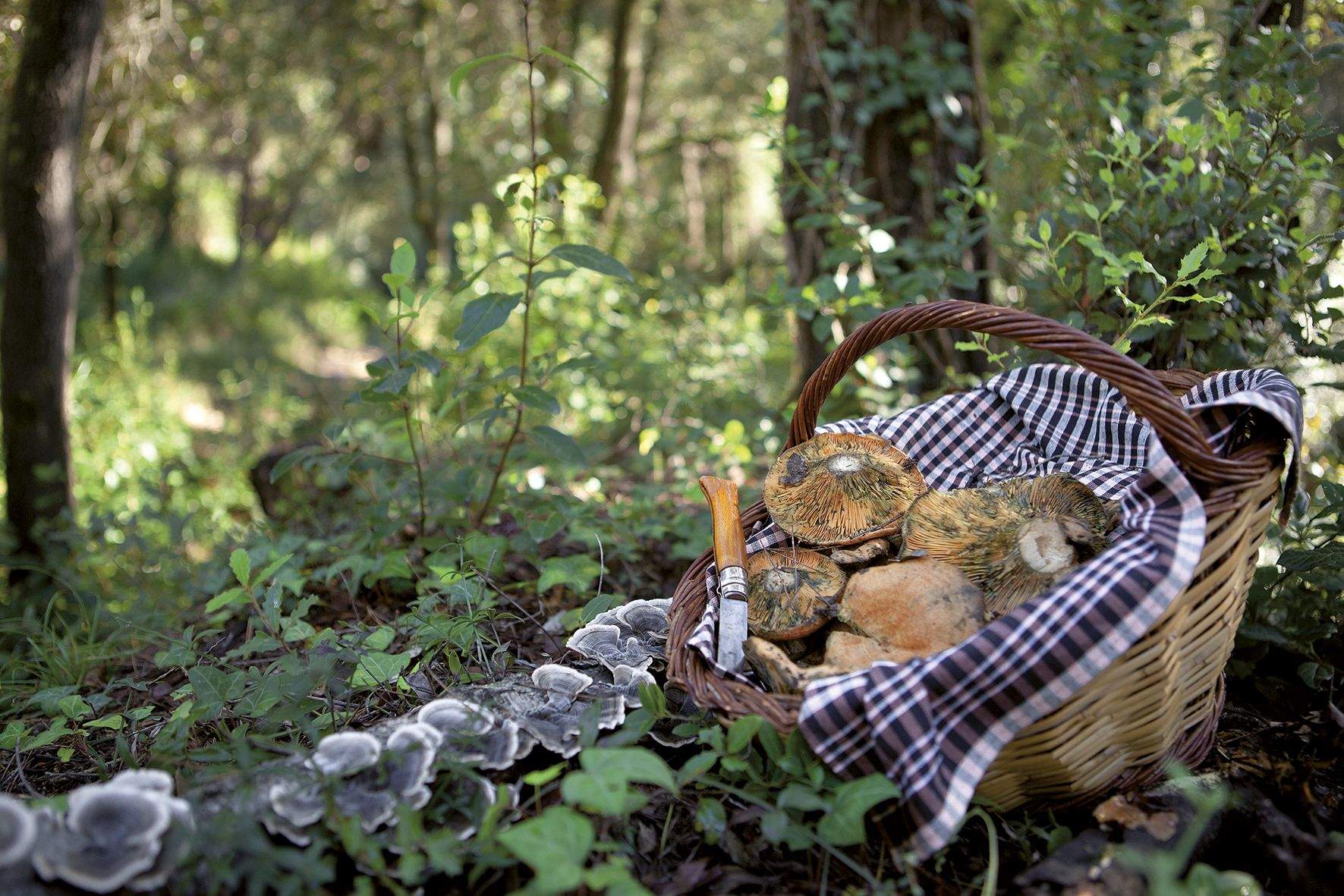 A Sant Cugat hi ha molta diversitat de bolets. FOTO: Artur Ribera