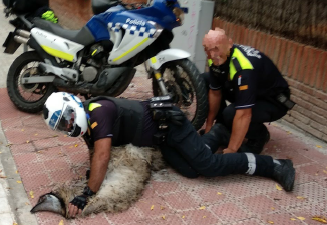 La Plataforma Animalista de Sant Cugat ha difós una fotografia del moment de la captura de l'animal FOTO: Cedida/Pas