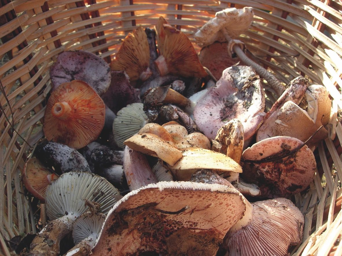 La temporada boletaire a Collserola acostuma a començar al novembre. FOTO: Artur Ribera