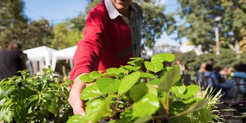 Podeu intercanviar plantes. FOTO: Óscar Bayona